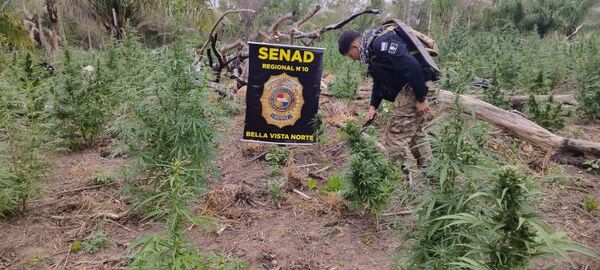 En Bella vista la SENAD destruye 15 toneladas de marihuana en establecimiento rural