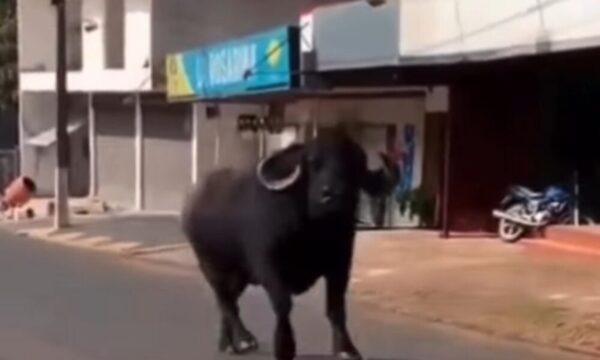 (VIDEO) Búfalo escapó de la matadería y armó alboroto en Presidente Franco