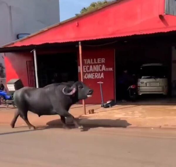 Video: un búfalo suelto salió de “paseo” y recorrió transitada avenida en Presidente Franco - ABC en el Este - ABC Color