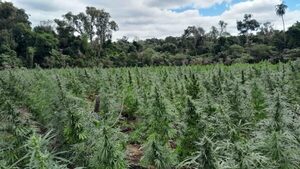 Operativo Basalto III asesta golpe por casi USD 5 millones a traficantes de marihuana - La Clave