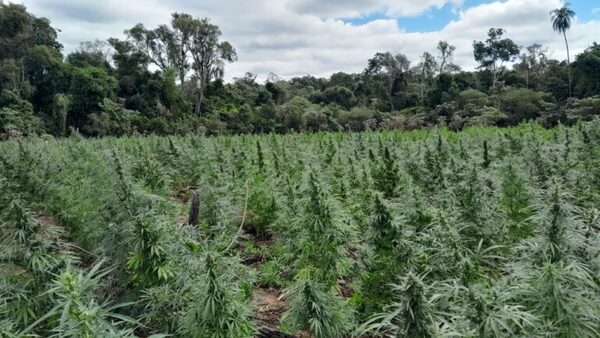 Operativo Basalto III asesta golpe por casi USD 5 millones a traficantes de marihuana - La Clave
