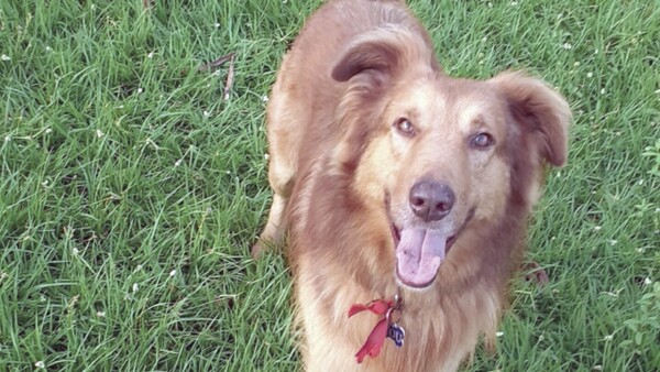 "You", el perro héroe que peleó con asaltantes y salvó a sus dueños