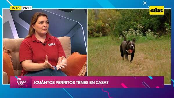 ¿Cuántos perros tenés en casa? Los perros que están acompañados pueden vivir más - Ensiestados - ABC Color