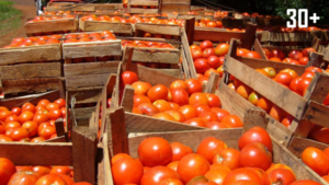 Hambre Cero: fortalecer a los pequeños productores es una de las premisas - trece