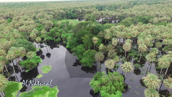 Al Natural: Explorando la Majestuosa Biodiversidad del Chaco Húmedo - SNT