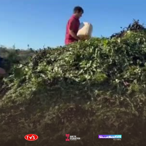 QUEMÓ SU PRODUCCIÓN DE YERBA QUE FUE RECHAZADA EN SECADERO DEL INTENDENTE DE MAYOR OTAÑO - TVS