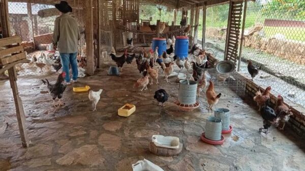 Privados de libertad incursionan en la cría de aves de corral en Emboscada - Unicanal