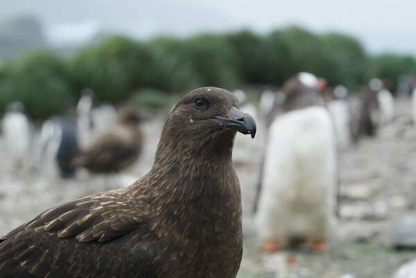 Estados Unidos: detectan primer caso de gripe aviar sin contacto con animales - Mundo - ABC Color