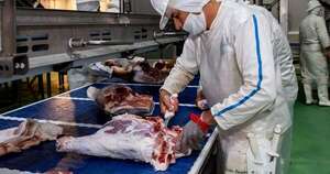 Diario HOY | Cerdos rentables: ingresos por exportación de carne porcina crecieron un 71 %