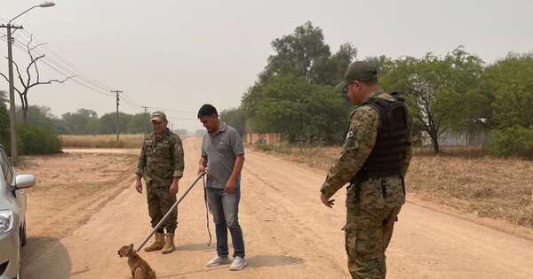 La Nación / Rescatan de una vivienda a un puma de dos meses en Loma Plata, Chaco
