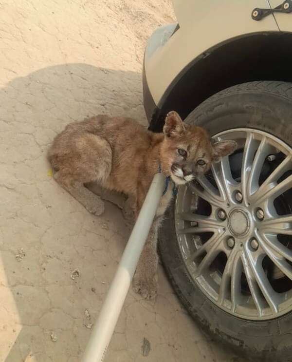 Rescatan a puma desnutrido que era ofrecido en venta en Loma Plata - Noticias del Chaco - ABC Color
