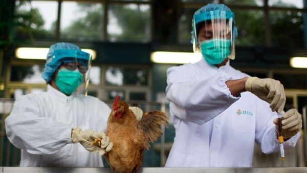 Detectan en Estados Unidos el primer caso de gripe aviar sin contacto animal - Unicanal