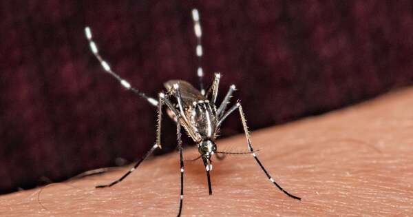 Diario HOY | Dengue en descenso y Oropouche en la mira: sin casos, pero con vigilancia activa