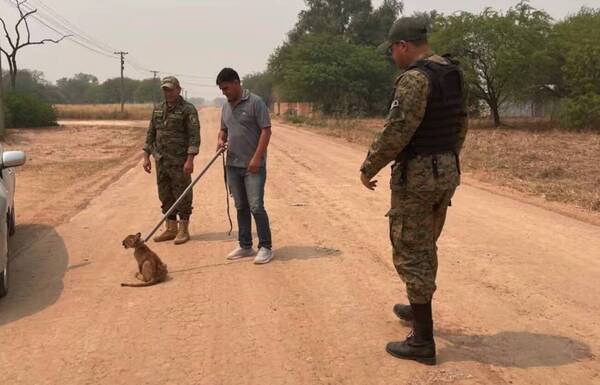 Tenían como “mascota” dentro de la casa a ¡un puma!: lo rescataron y llevaron a un refugio