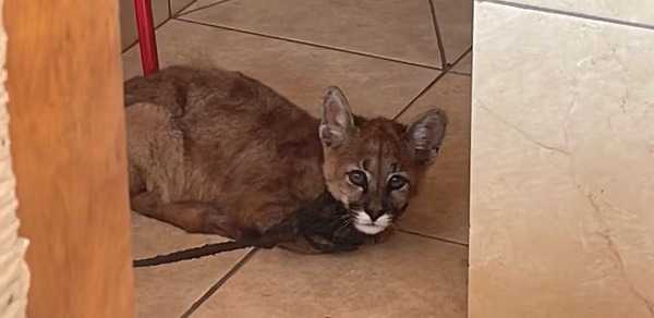 Loma Plata: cachorro de puma desnutrido fue rescatado de una vivienda - trece