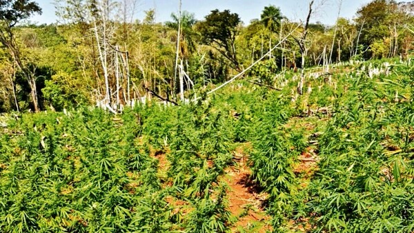 Cultivos de marihuana son protegidos por la Policía en Canindeyú, advierten