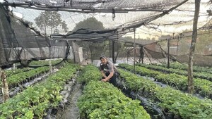 Procesadora de pulpa de frutilla beneficia a productores de Areguá