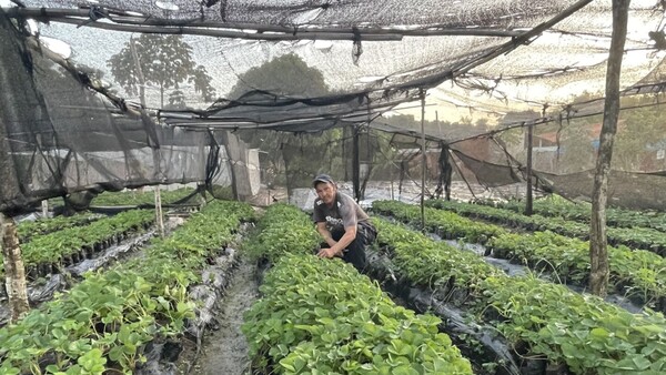 Procesadora de pulpa de frutilla beneficia a productores de Areguá