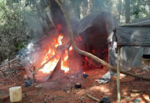 Operativo en Canindeyú: Destruyen 445 toneladas de marihuana
