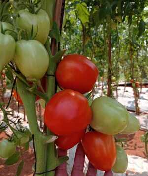 Productores frutihortícolas de Central se organizan como empresa de acciones simplificadas buscando proveer a "Hambre Cero" - .::Agencia IP::.