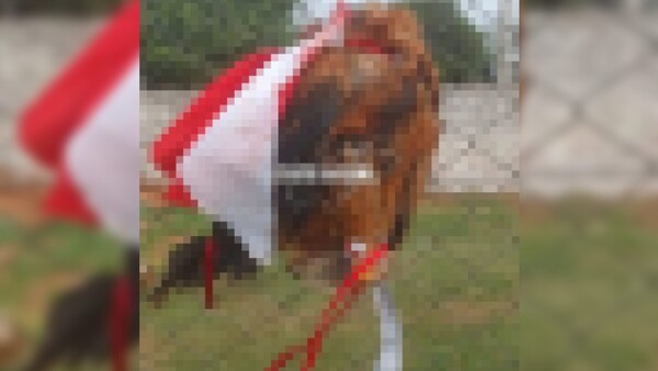 Payé en Liga de Tebicuary: Colgaron un gallo sin patas y terminó hecho vori vori