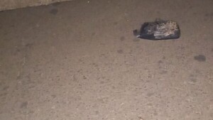 Abuela y su nietita mueren arrolladas por una camioneta