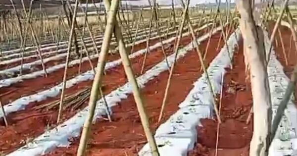La Nación / Denuncian pérdida de 50 mil plantas hortícolas por uso inadecuado de herbicidas