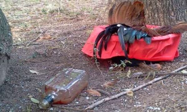 Payé en Liga de Tebicuary: Dejaron un gallo muerto antes de un partido