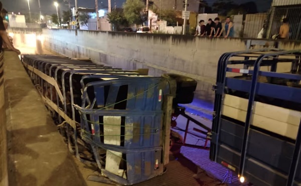 Camión transganado vuelca en túnel Semidei y causa caos vial