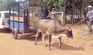 Compraron una nueva vaca a abuelito víctima de abigeos – Prensa 5