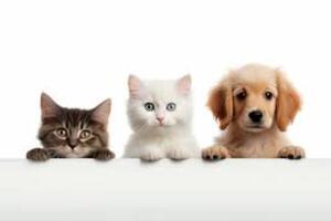 Poderes importantes de mascotas - El Independiente