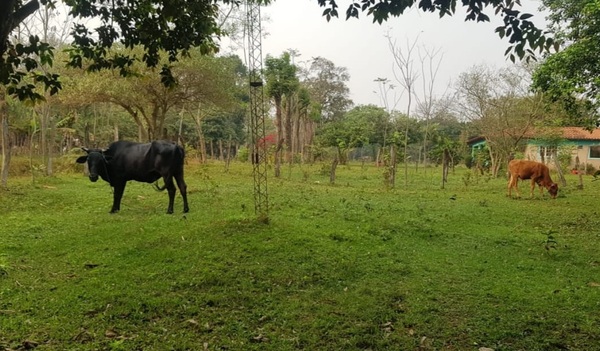 Policías recuperan animales vacunos denunciados como robados - Noticiero Paraguay