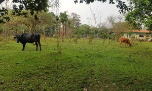 Recuperan dos animales vacunos en San José de los Arroyos – Prensa 5
