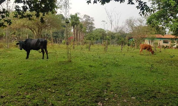 Recuperan dos animales vacunos en San José de los Arroyos – Prensa 5