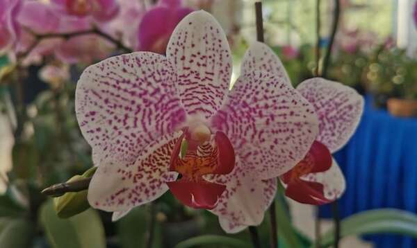 Anticipo de primavera: las flores influyen en nuestro estado de ánimo - Nacionales - ABC Color