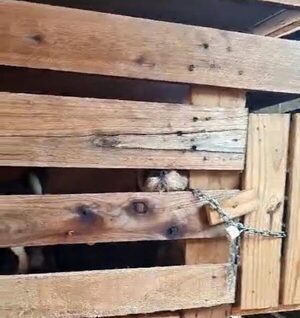 Imputaron a rapai que tenía un criadero de firulais
