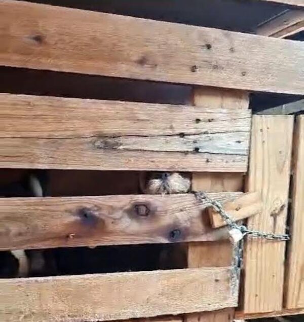 Imputaron a rapai que tenía un criadero de firulais