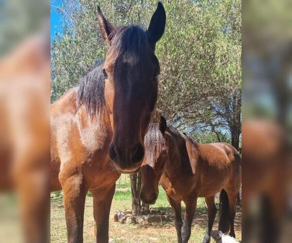 ¡Ma’ena! Se robaron dos caballos que eran parte de una familia cordillerana