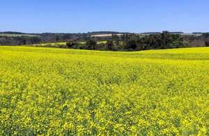 Apuesta fuerte a la canola con un futuro bastante prometedor - Economía - ABC Color