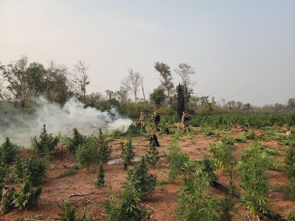 Erradican 8 hectáreas de supuesta marihuana en operativo rural en Concepción
