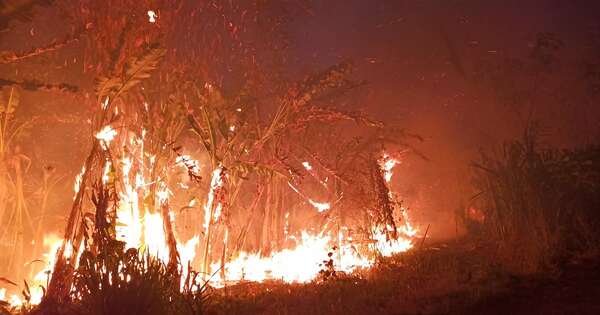 La Nación / Fuego consume 3,8 millones de hectáreas en Bolivia