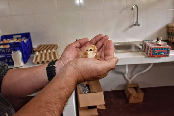 Inicia con éxito la producción de pollitos en el CEMA de Pirapó