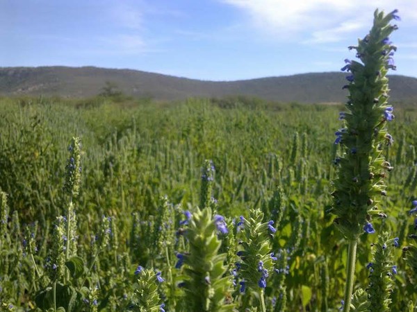 Productores de Guajayvi exportan chía a Dubái