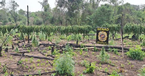 Diario HOY | Eliminan 12 toneladas de droga en Capitán Bado