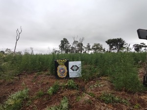 Destruyen al menos 8 hectáreas de marihuana en Alto Verá