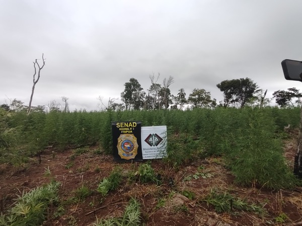 Destruyen al menos 8 hectáreas de marihuana en Alto Verá