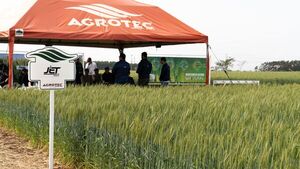 Agrotec aplicó productos innovadores y efectivos en la parcela de Trigo SEM AGRO