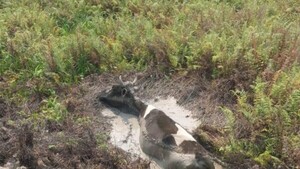 Animales quedan atrapados en el fango por la sequía en el Chaco