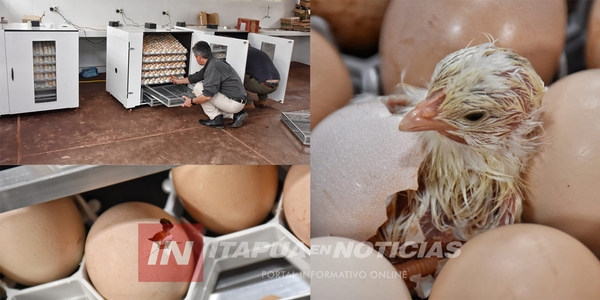 PRIMERA PRODUCCIÓN DE POLLITOS DE LA INCUBADORA DE HUEVOS EN ITAPÚA - Itapúa Noticias