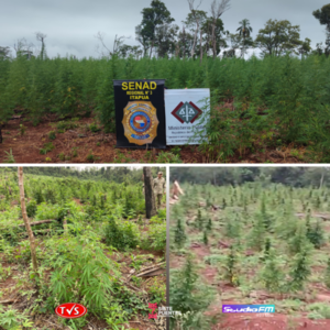 DESTRUCCIÓN DE PLANTACIONES DE MARIHUANA EN ALTO VERÁ, ITAPÚA - TVS